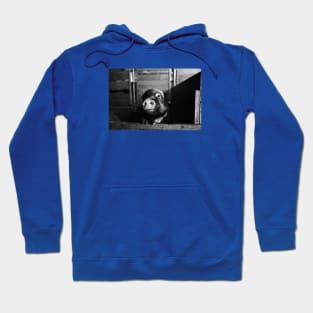 Minipic Pig II / Swiss Artwork Photography Hoodie